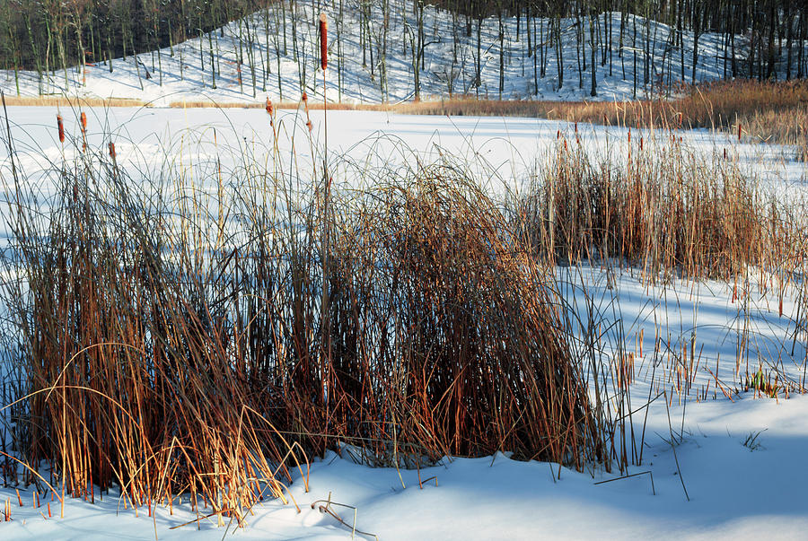 Winter Photograph - Cattails In Snow Covered Landscapes by Anthony Paladino