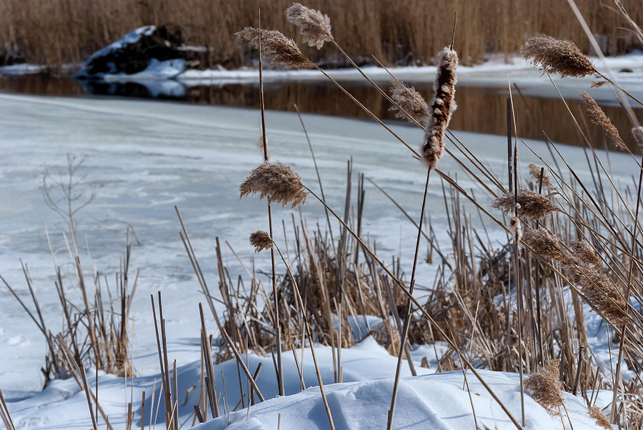 Winter Photograph - Cattails In Snow With Pond by Anthony Paladino