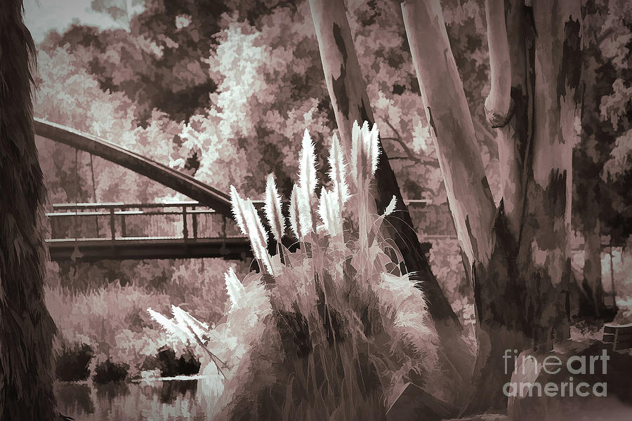 Cattails Nature Sepia Tones  Photograph by Chuck Kuhn