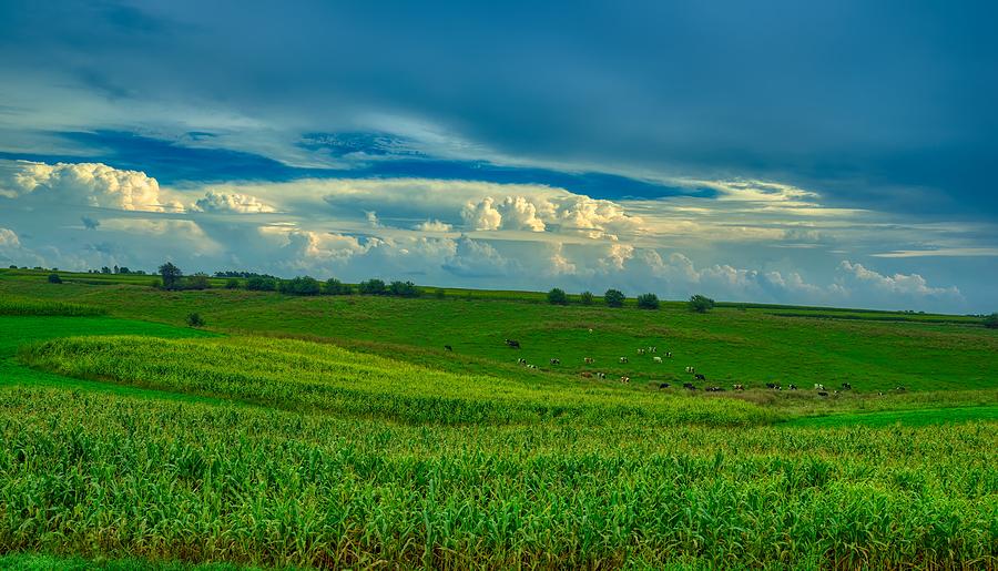 Cattle And Corn Photograph by Mountain Dreams - Fine Art America