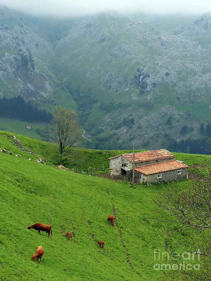 Cattle and Mountains - Cantabria - Spain Photograph by Phil Banks