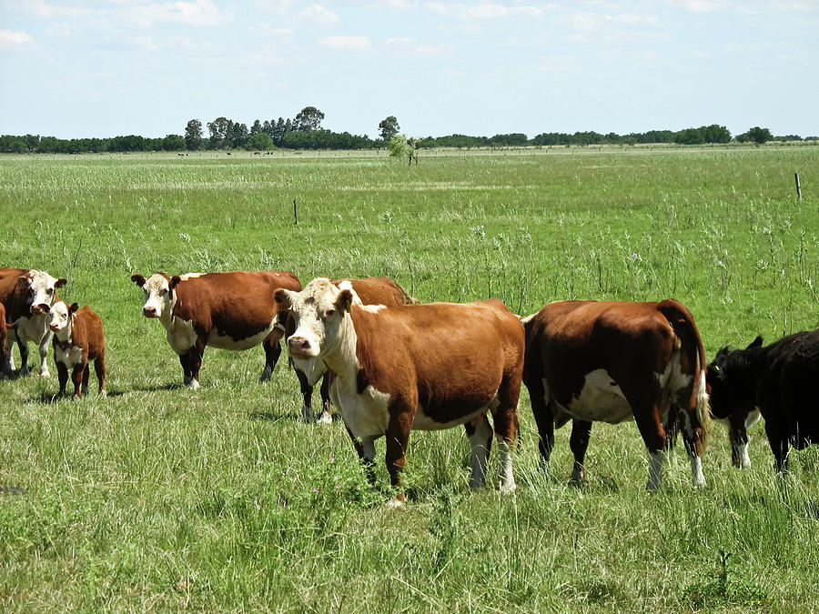 Cattle At Filed Photograph by Grecosvet