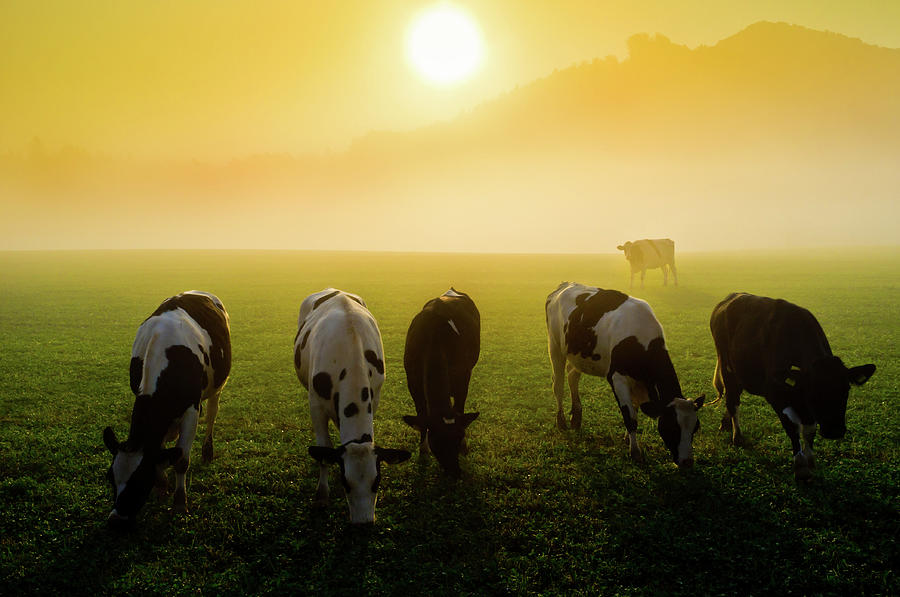 Cattle At Sunset Photograph by Vm Cattle At Sunset Photograph by Vm