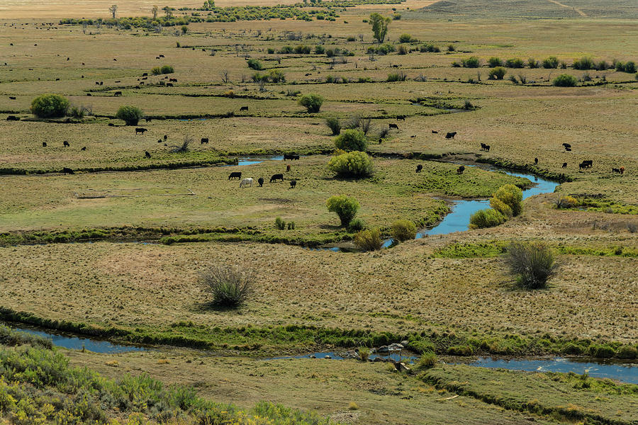 Cattle Country Landscape Photograph by James BO Insogna