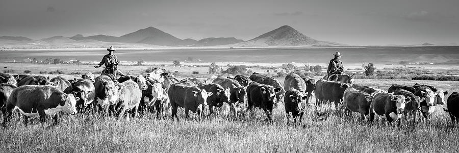 Black And White Photograph - Cattle by Dan Ballard