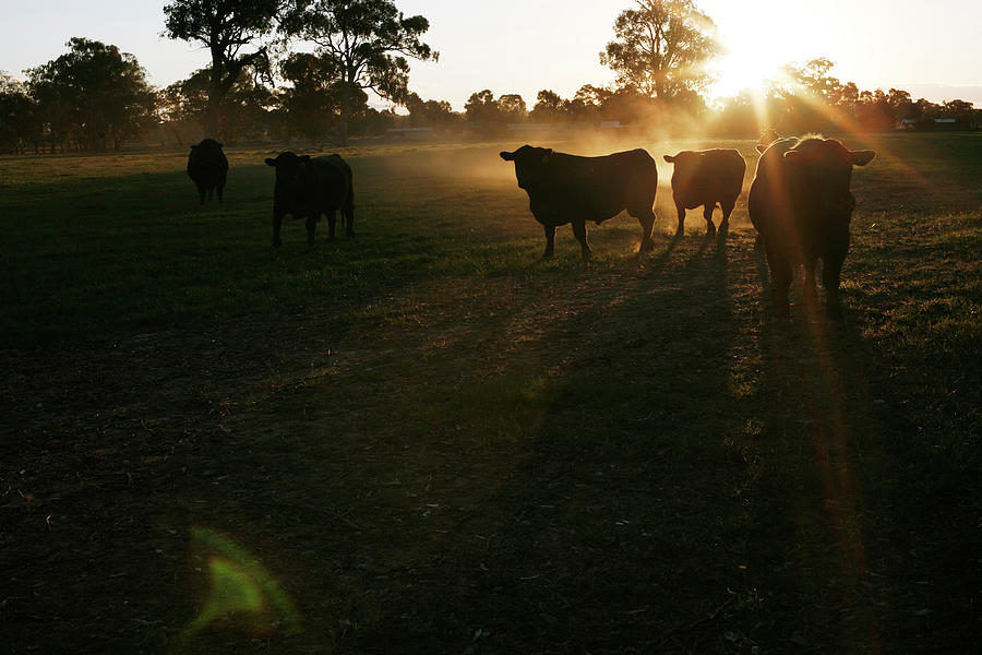 Cattle Photograph by Daniel Boud Cattle Photograph by Daniel Boud