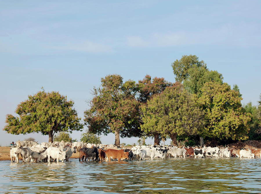 Cattle Drink And Cross The Niger River Photograph by Cultura Exclusive/philip Lee Harvey Cattle Drink And Cross The Niger River Photograph by Cultura Exclusive/philip Lee Harvey