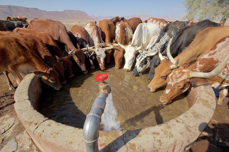 Cattle Drinking In A Well In Orupembe, Kaokoveld, Namibia Photograph by Jrg Reuther