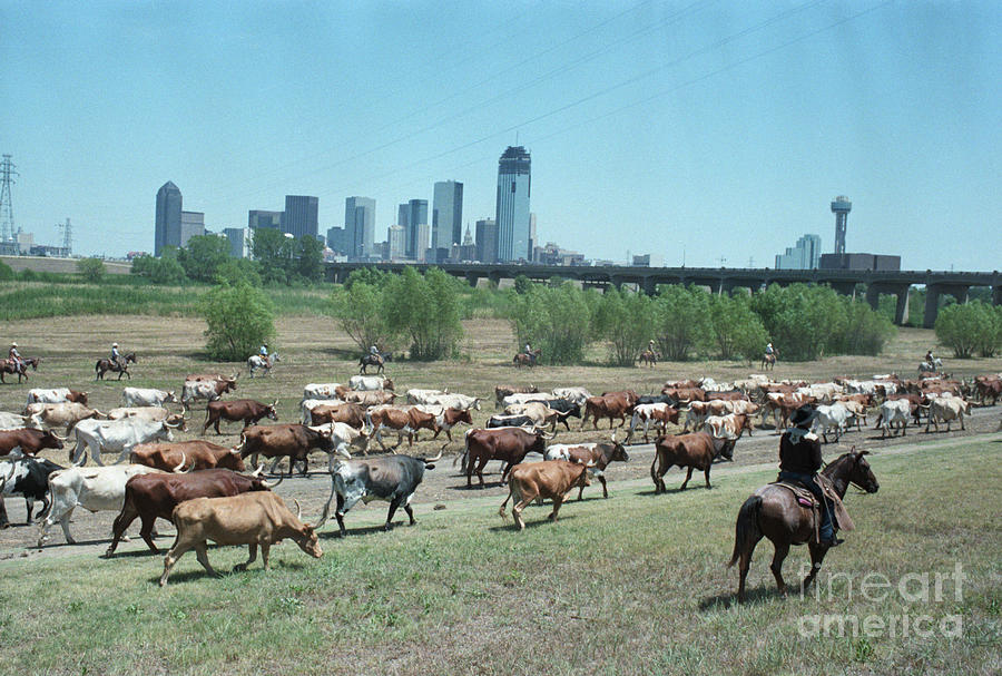 Cattle Drive And Dallas Skyline Photograph by Bettmann