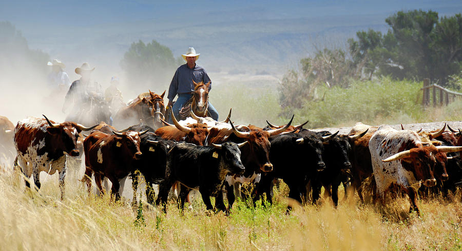 Cattle Drive Photograph by Lifejourneys