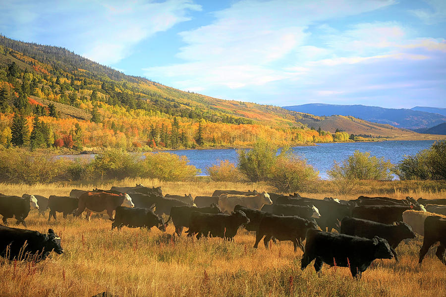 Cattle Drive Photograph - Cattle Drive Round Up 2 by Donna Kennedy Cattle Drive Photograph - Cattle Drive Round Up 2 by Donna Kennedy
