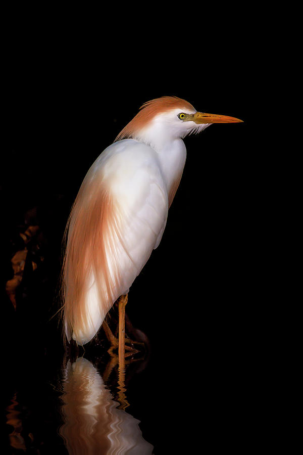 Cattle Egret by Cyndy Doty Cattle Egret by Cyndy Doty