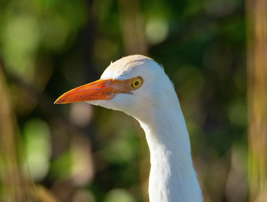 Bird Photograph - Cattle Egret (head) by Robert Michaud