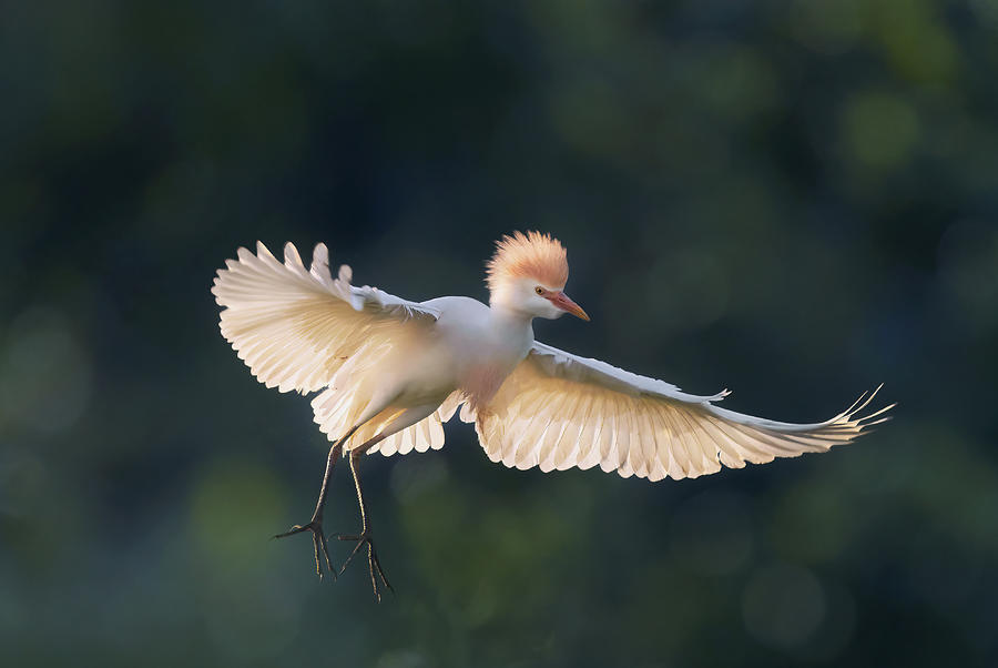 Egret Photograph - Cattle Egret In Flight by Qing Zhao