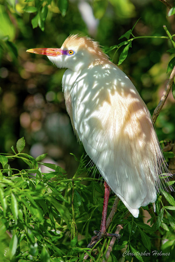 Cattle Egret in the Shade Photograph by Christopher Holmes