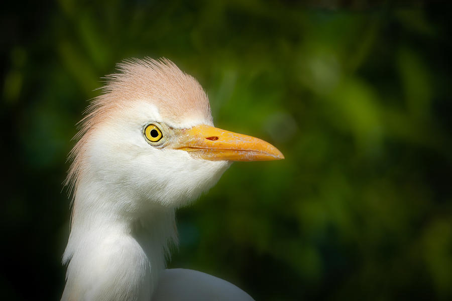 Cattle Egret Posing Photograph by Ed Esposito