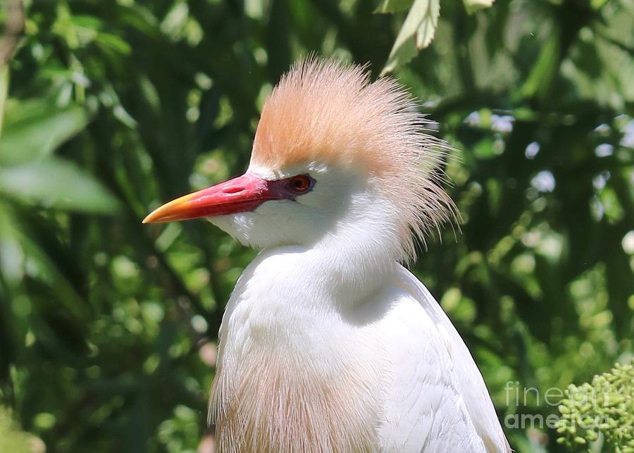 Cattle Egret Profile Photograph