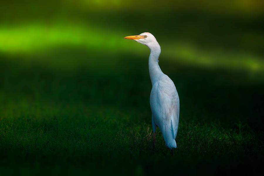 Egret Photograph - Cattle Egret by Sina Pezeshki