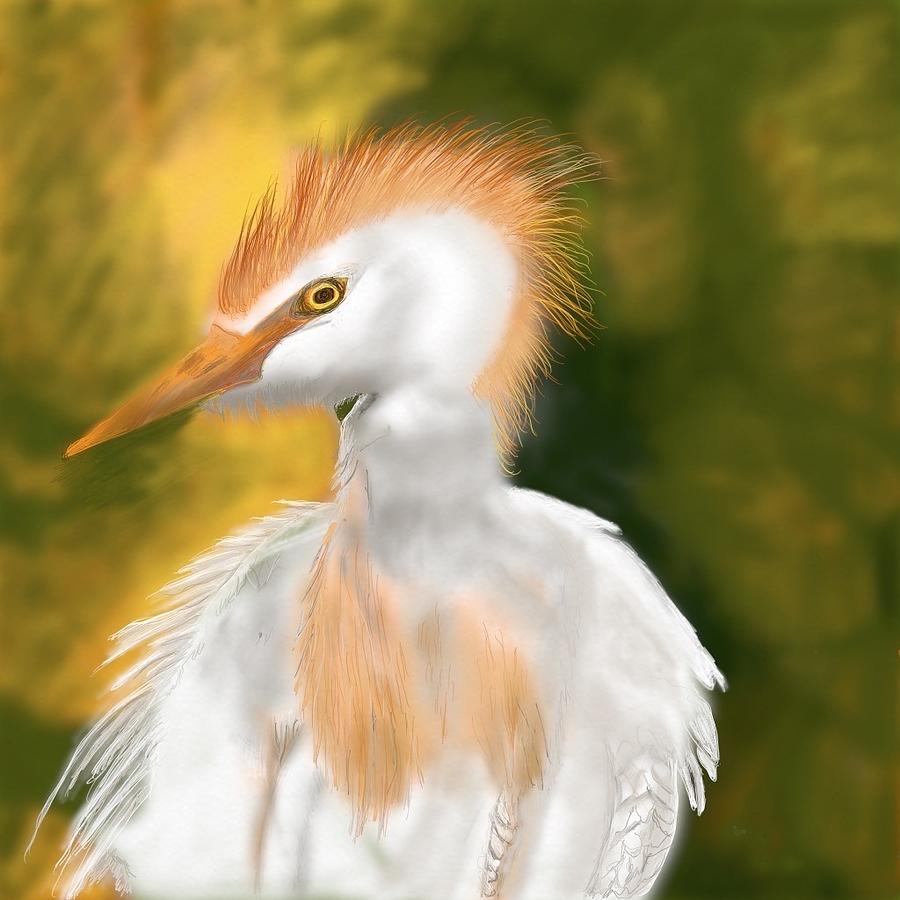 Cattle Egret Drawing by Suanne Forster