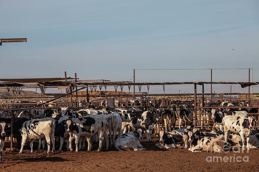 Bakersfield Photograph - Cattle Farm by Citizen Of The Planet/ucg/universal Images Group/science Photo Library