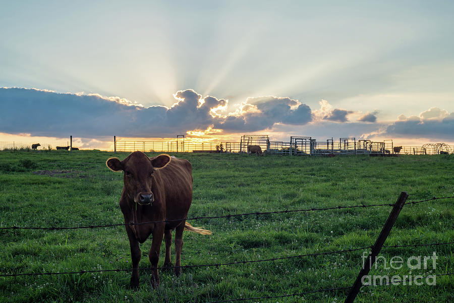Cattle Farm Sunset Photograph by Jennifer White