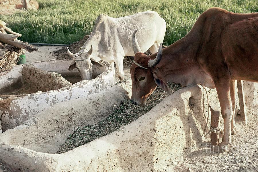 Cattle Feeding Photograph by Colin Cuthbert/science Photo Library