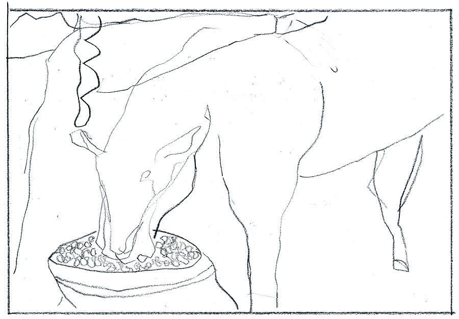 Cattle Feeding Drawing by Edgeworth Johnstone