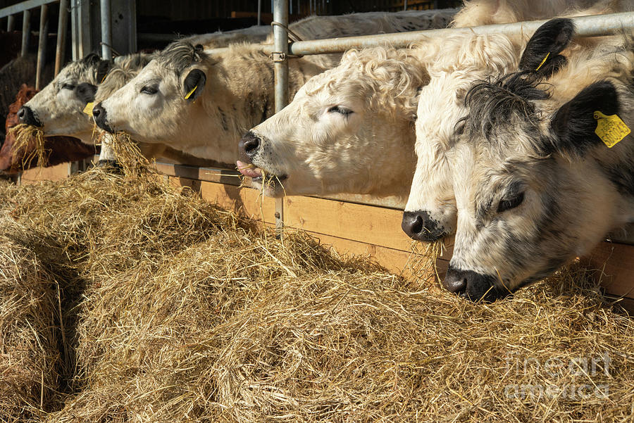 Animal Photograph - Cattle Feeding On Hay by Andy Davies/science Photo Library
