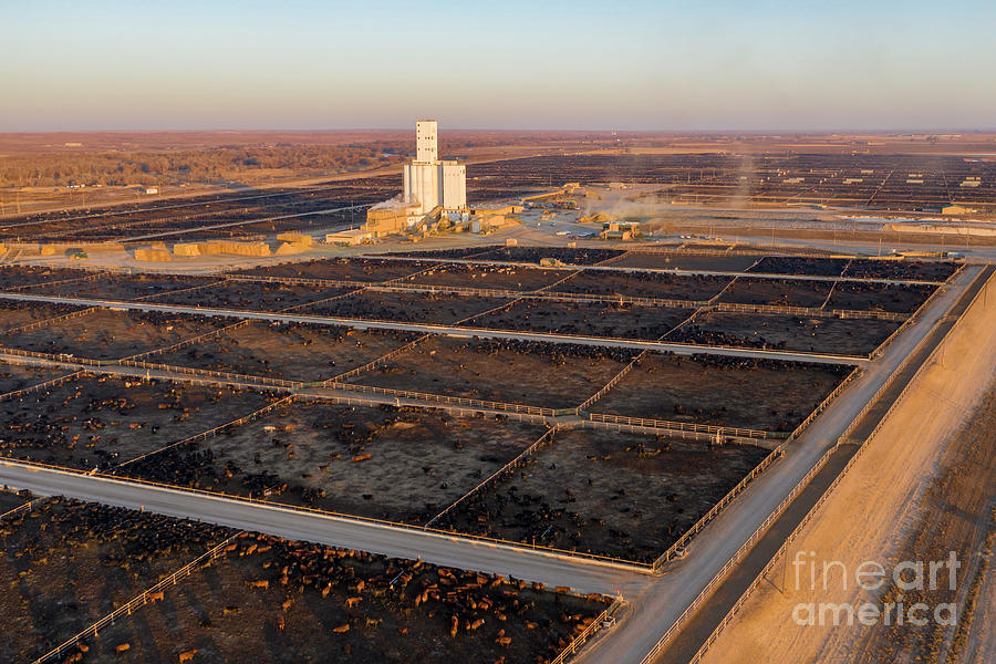 Animal Photograph - Cattle Feedlot by Jim West/science Photo Library