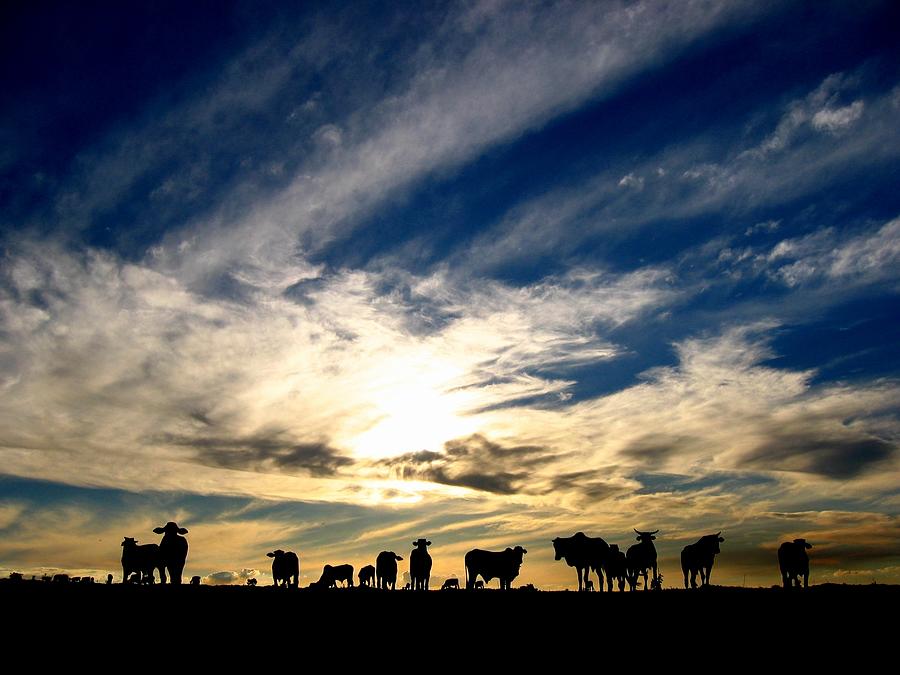 Cattle Gathering On Field At Sunset Photograph by © 2009 By Joao Paglione - All Rights Reserved Worldwide