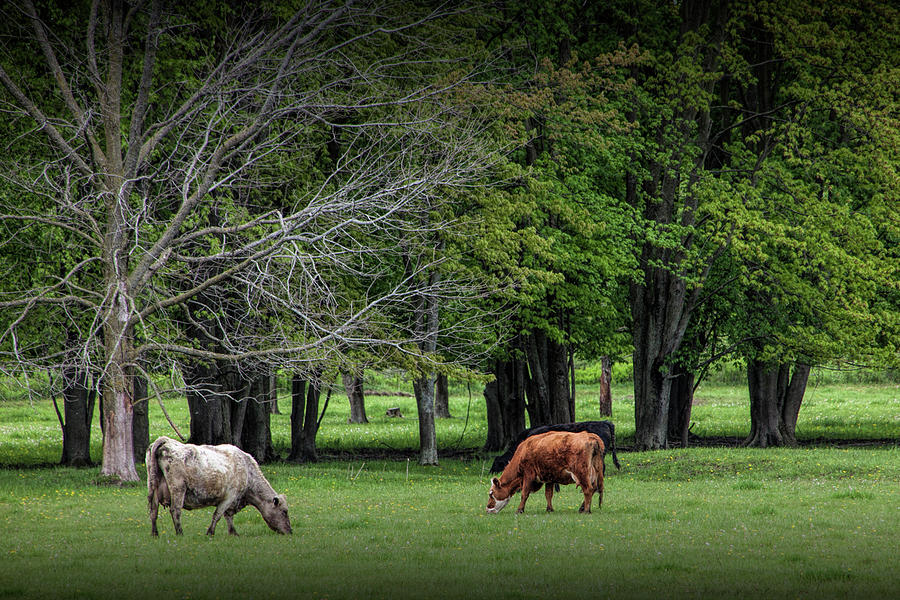 Cattle Grazing in a Pasture Photograph by Randall Nyhof