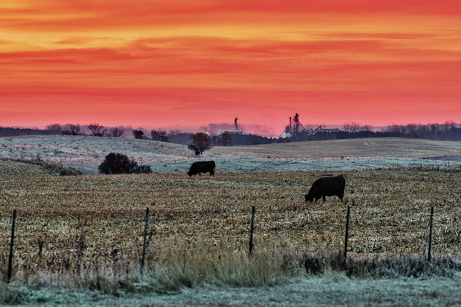 Cattle grazing in ND Corn Field at Sunrise Photograph by Peter Herman
