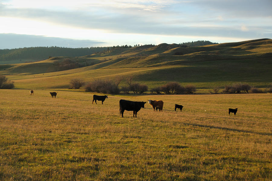 Cattle Grazing In Rural Wyoming Photograph by Crazycroat