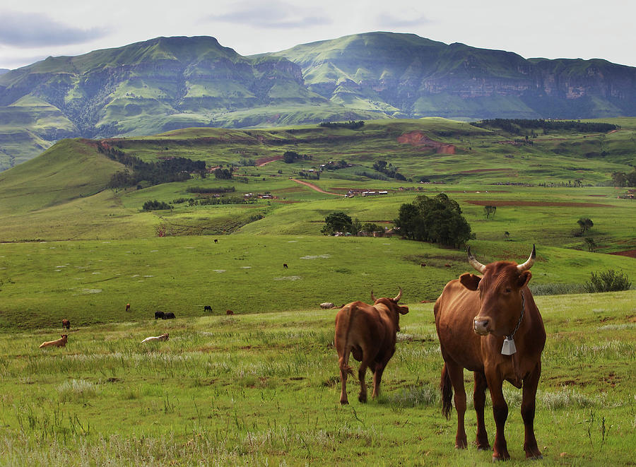 Cattle Grazing Near Cathedral Peak Photograph by Gerald Hinde