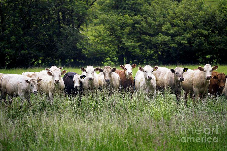 Cattle In A Field Photograph by Dr Keith Wheeler/science Photo Library