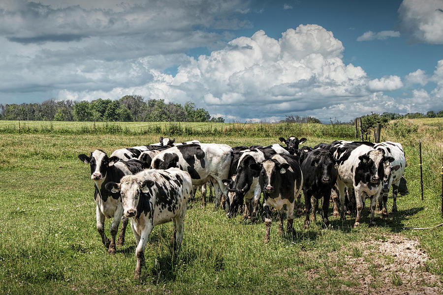 Cattle in a Pasture Photograph by Randall Nyhof