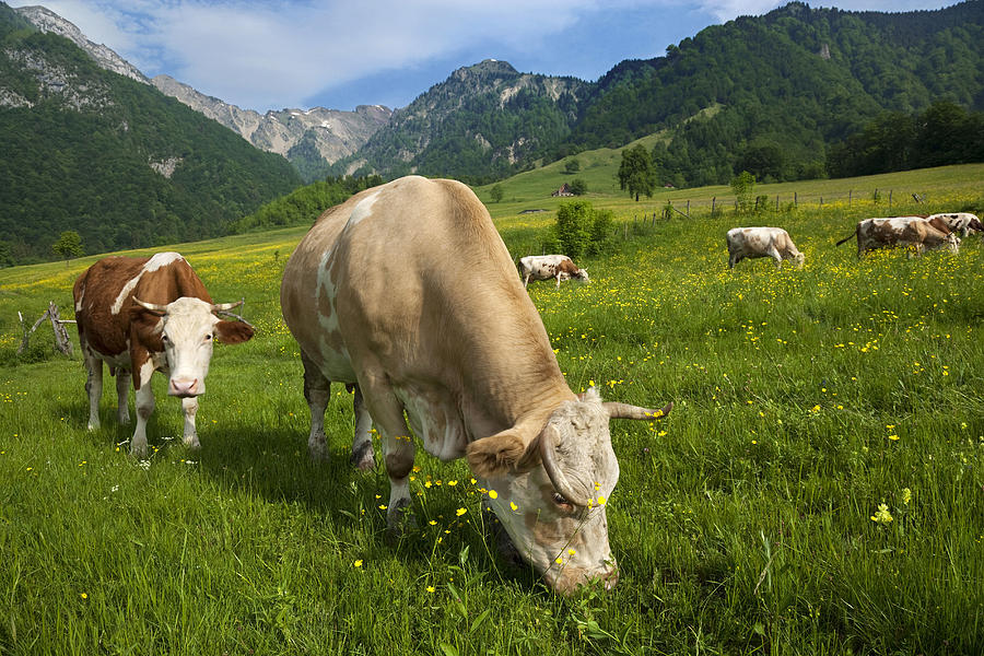Cattle In Pasture, Italy Digital Art by Franco Cogoli