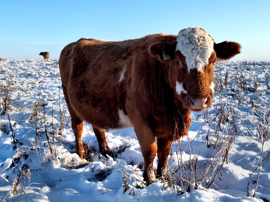 Cattle In Snow Field Photograph by Calum Davidson - Calum Davidson Dot Com