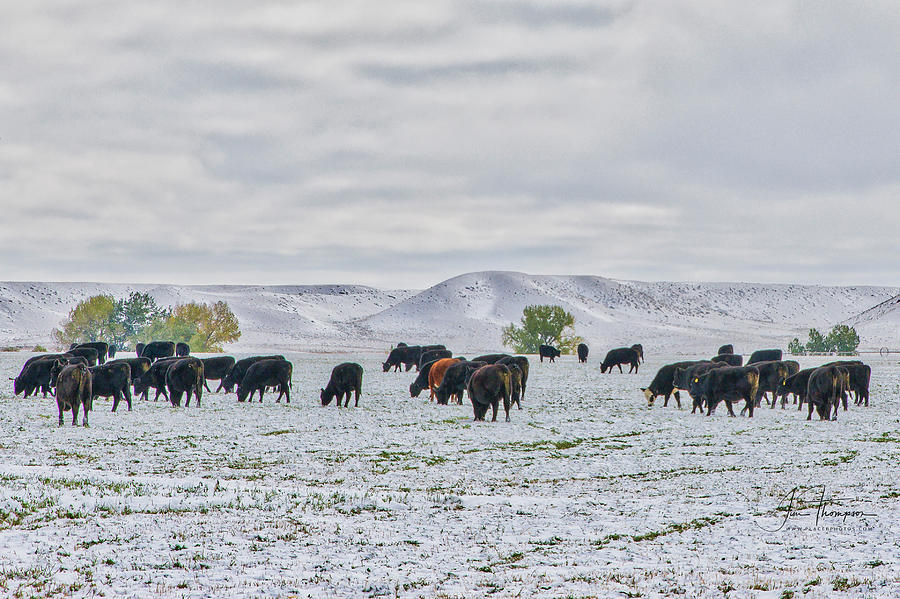 Cattle in Snow Photograph by Jim Thompson
