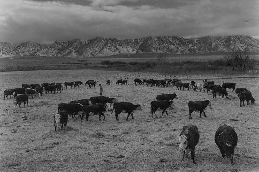 Cattle In South Farm Photograph by Buyenlarge