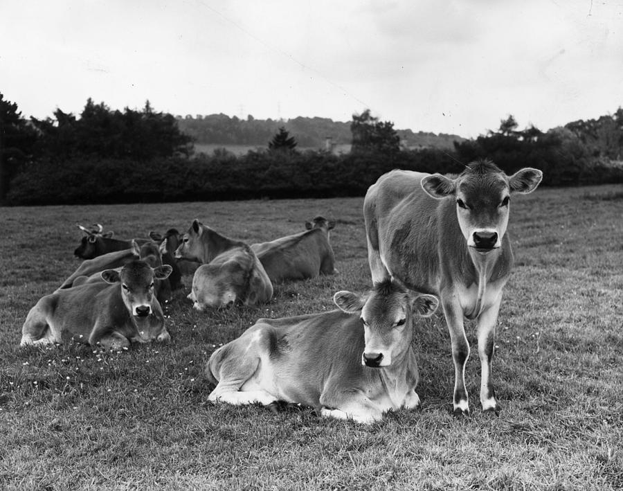Cattle Photograph by Maeers