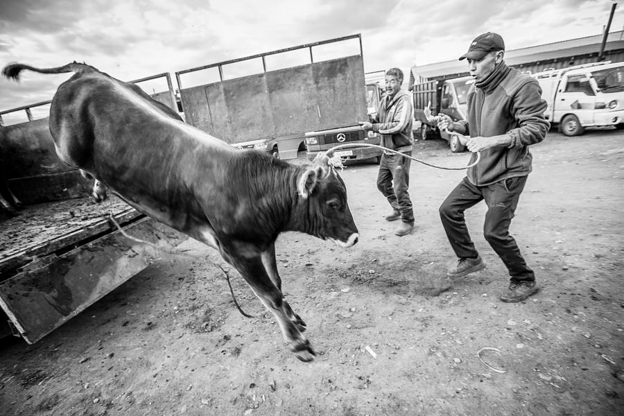Cattle Market Photograph by Jiri Sneider