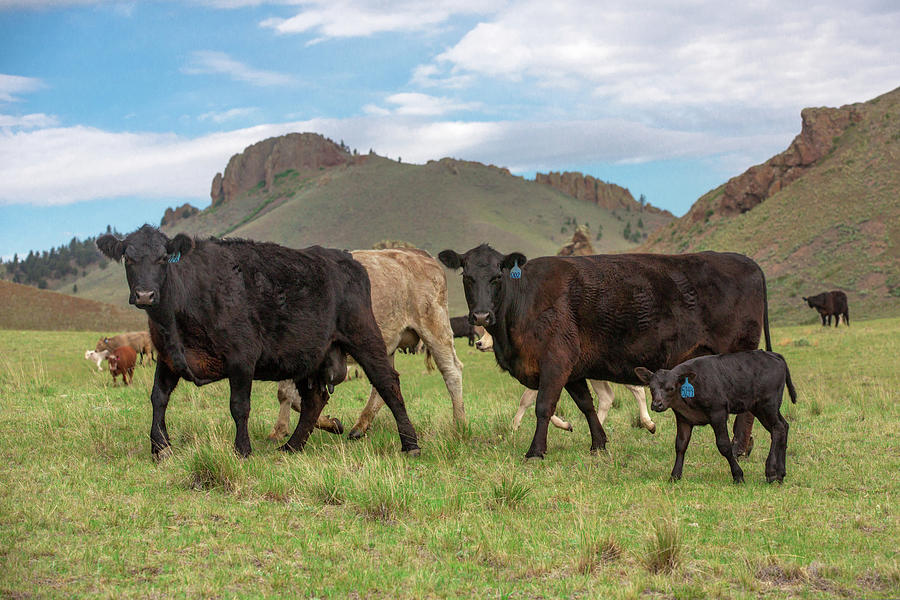 Cattle Mooving Photograph by Todd Klassy