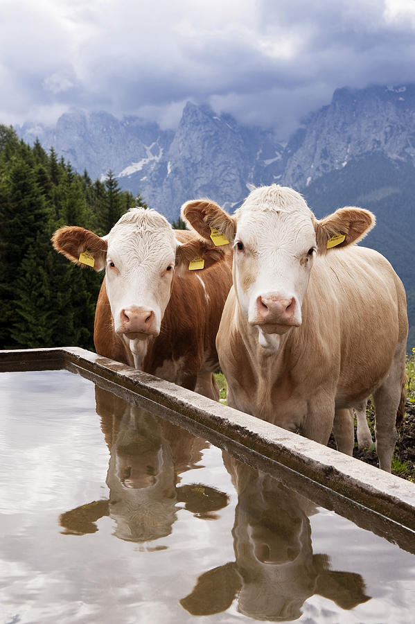 Cattle Near Ritzau Alp, Kaisertal, Ebbs, Tyrol, Austria Photograph by Lukas Larsson