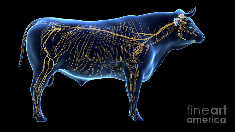 Cattle Nervous System Photograph by Sebastian Kaulitzki/science Photo ...