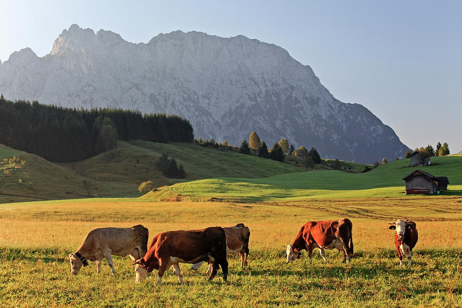 Cattle On Meadow, Bavaria, Germany Digital Art by Bernd Rommelt
