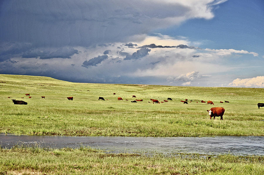 Cattle on the Range Photograph by Chance Kafka
