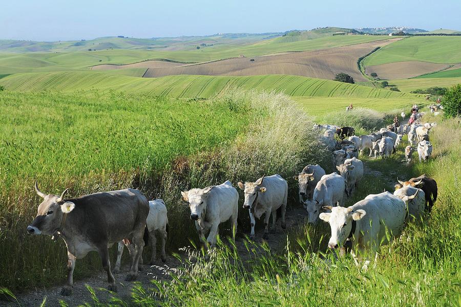 Cattle Run, Foggia, Italy Digital Art by Andrea Del Bo