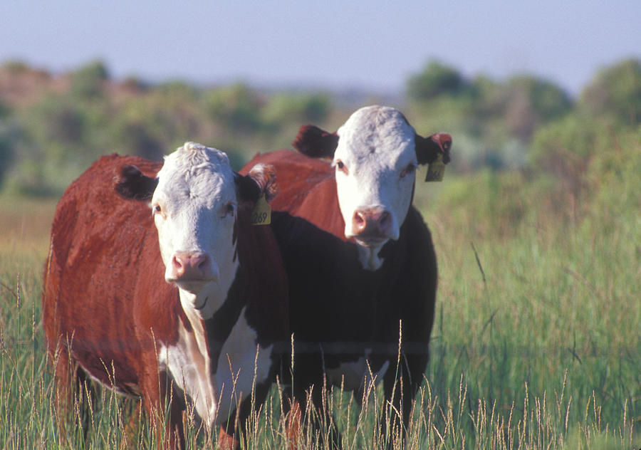 Cattle Stare Photograph by Norme Cattle Stare Photograph by Norme