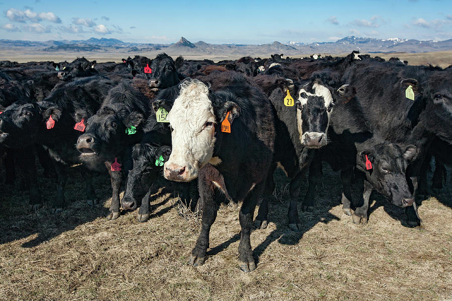 Cattle Up Close Photograph by Todd Klassy